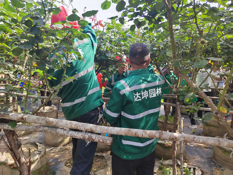 經(jīng)開(kāi)區(qū)組隊(duì)參加全市首屆園林技能比武大賽獲優(yōu)秀獎(jiǎng)